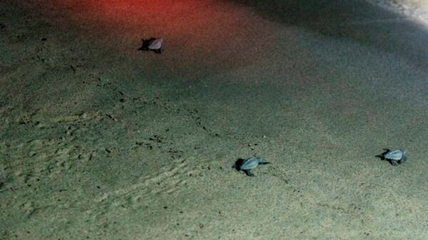 Le tartarughe nidificano all'Isola d'Elba